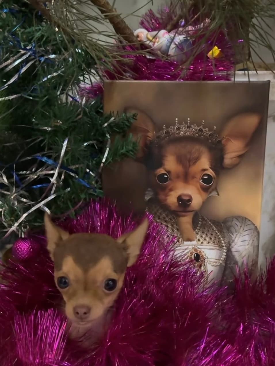 Chihuahua ao lado do retrato personalizado