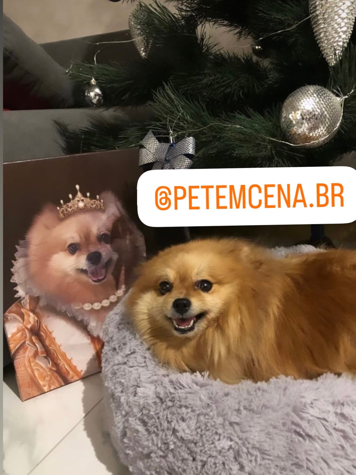 Pomerânia ao lado de seu retrato personalizado